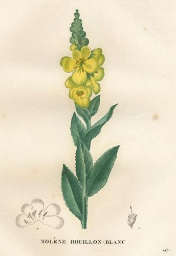 Long-wort or Torch-herb - Verbascum thapsus - Коровяк обыкновенный, медвежье ухо
